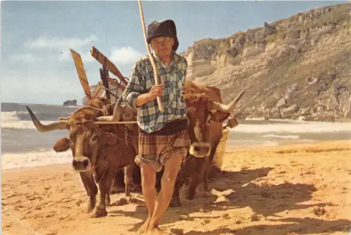 BR13330 Nazare Puxando o barco cow vaces portugal