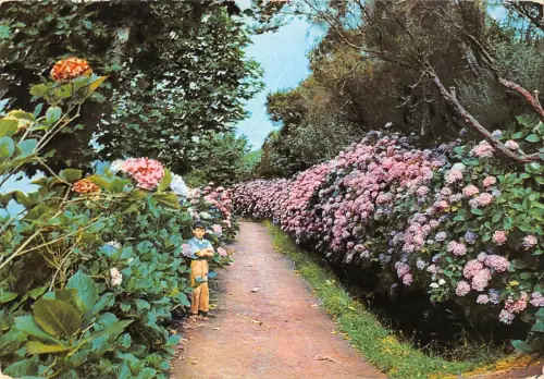 BG35940 madeira hortensias nas queimadas portugal