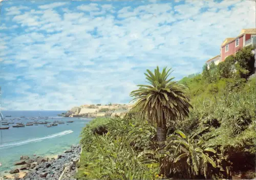 BG35735 sines portugal pormenor de vicosas plantas tropocais