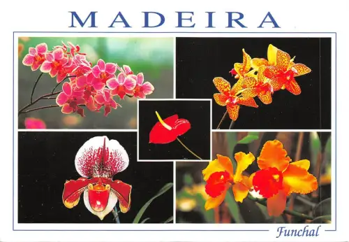 BF913 Madeira Blumenfleur Portugal