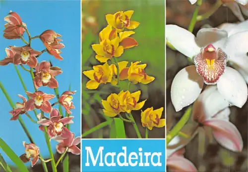BF1471 funchal orquideas da quinta da boa vsita Portugal