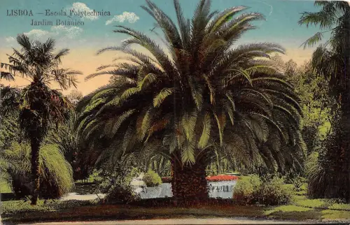 BG26246 lisboa escola polytechnica jardim botanico portugal
