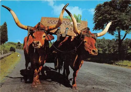 BR25113 Provencia do Minho Aspecto Tipico Kuhvacher Portugal