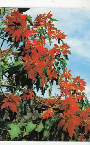 BF14142 spain teneriffa flor de pascua front/back image