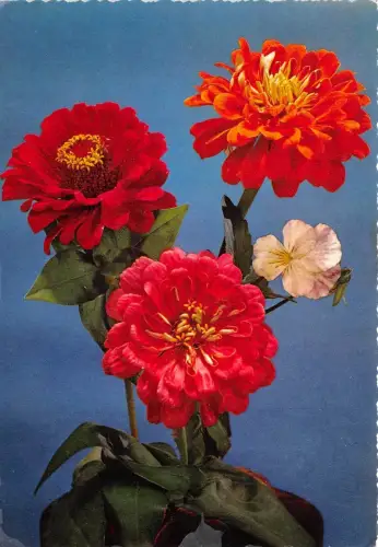 B52107 Fleurs Flowers