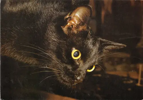 B70300 Tiere Animaux Katze Chat