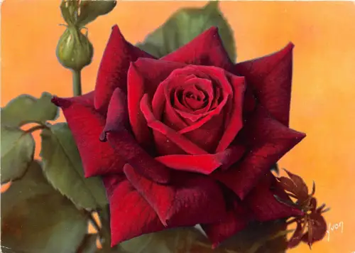 B52114 Fleurs Blumen Rosen