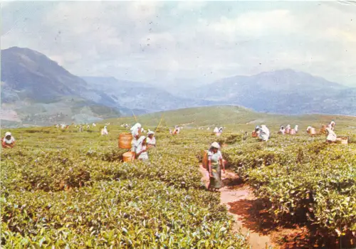 us8023 Rich Tea Lands Zupfern berühren Sri Lanka Typen Kostüm Folklore