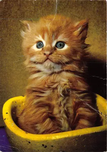 B43873 Chat Katze Tiere