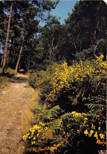 BR13682 Foret de pins et genets arbres tree France