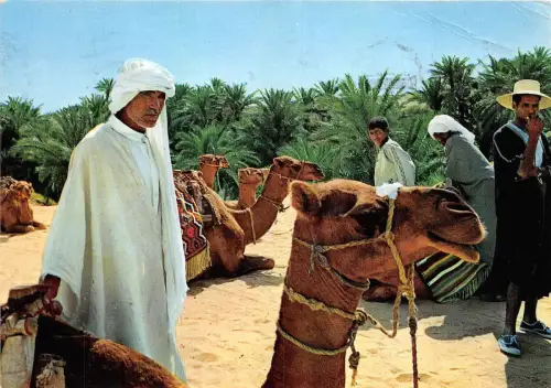B44539 Tunisie Gabes L'oasis camels tunesia