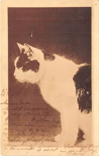 B29960 Beautiful Cat Chat Classic PPC 1900