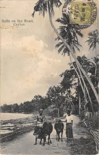 BR56862 Bulls on the road ceylon vaches Sri Lanka