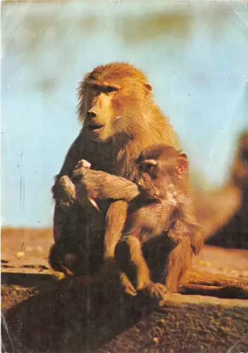 Lot359 Affe Pavian mit Junges Tier Germany