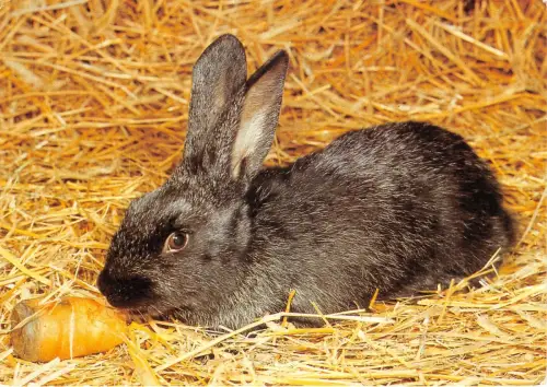 Lot226 Hase Tier Deutschland