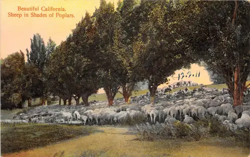 br105647 Schaf in Pappeltönen California