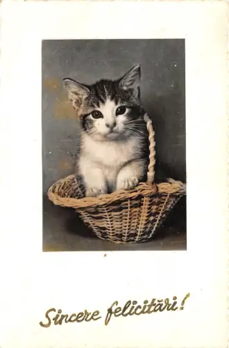 B75194 aufrichtige felicitaro Katze Chat Animaux Tiere