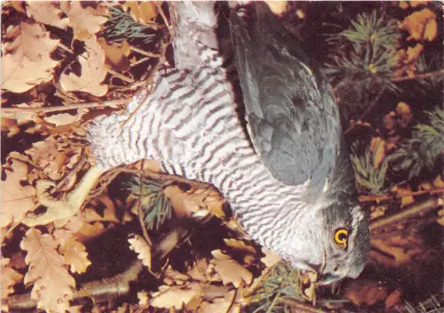 B70311 Tiere Animaux Vögel Oiseaux Hibu Eule