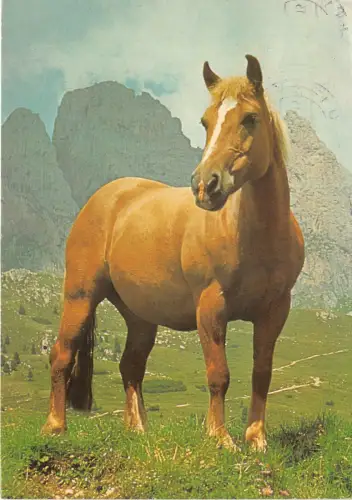 Lot136 Pferd Tier Deutschland