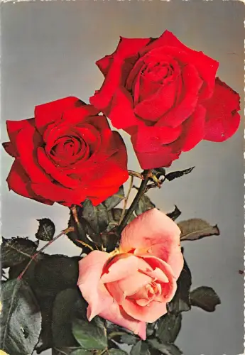 B52049 Fleurs Blumen Rosen