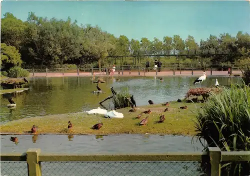 BG5080 knokke zoute the bird sanctuary of the zwin stork cigogne belgium