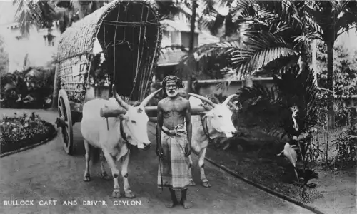 br104286 Ochsenwagen und Fahrer Ceylon Echtfoto Sri Lanka