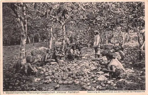 BG32700 Kamerun Westfrikanische pflanzungsgesellschaft Viktoria Kamerun Typen