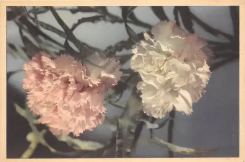 BR21725 Blumen fleurs