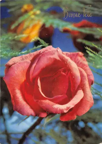 B52104 Fleurs Blumen Rose