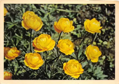 B75136 Blütenfleur