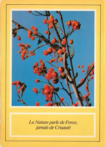 B52098 Fleurs Flowers