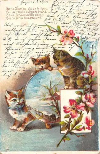B98465 Katze Chat Blume Germany Tier Animaux