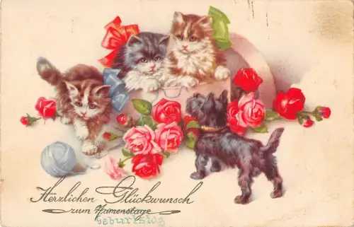 B98467 Germany Hund Chien Katze Chat Rosen Namenstag Geburtstag Tier Animaux