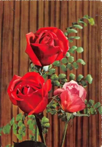 B52155 Blumen fleurs Rosen