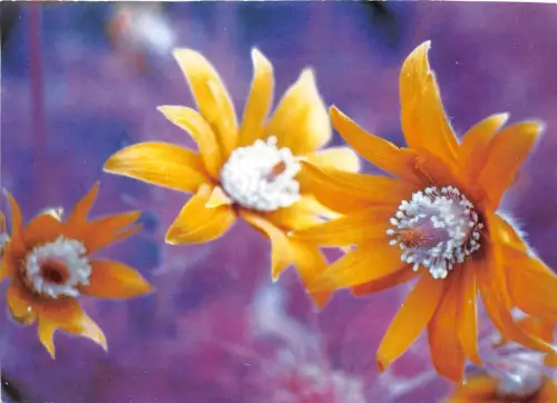 B52087 Fleurs Flowers