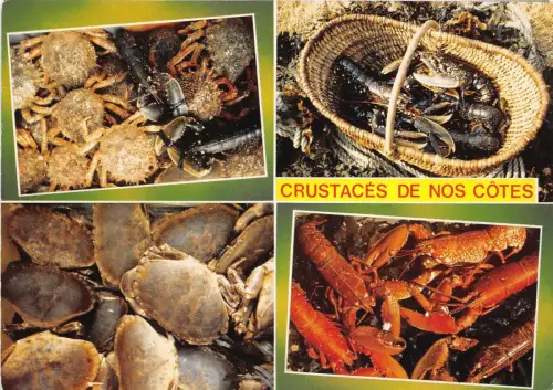 B51490 Tiere Animaux Krustentiere