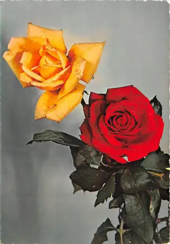 B52081 Fleurs Blumen Rosen