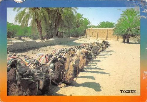B56433 Tunesien Tozeur Kamele