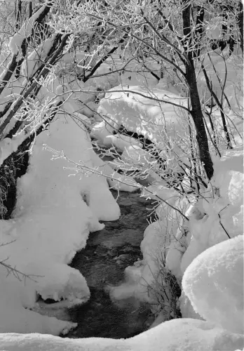 BR081 neige et Soleil le torrent en hiver Pflanze Laubenbaum Frankreich