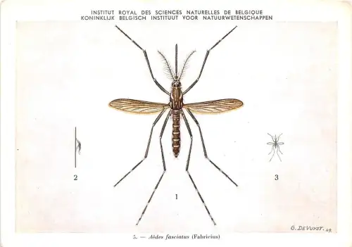 B51459 Tiere Animaux Insekten Fabricius