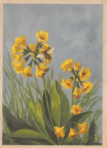 B69731 Fleurs Blüten