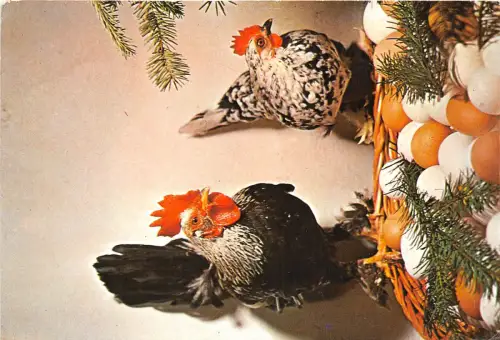 B70338 Tiere Animaux Hühnerhahn Puole Coq