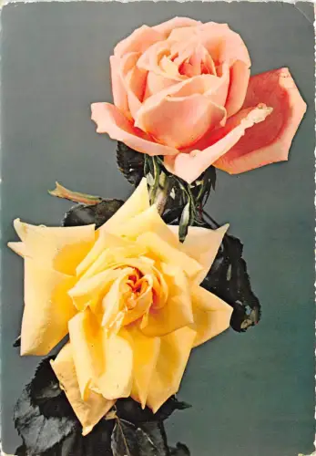 B52108 Fleurs Blumen Rosen