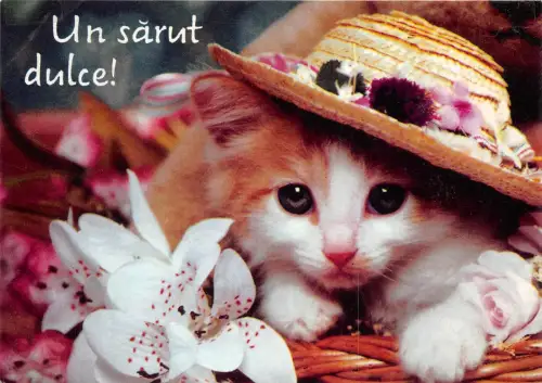 B74186 un sarut dulce chat Katze Animaux Tiere