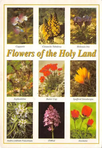B52096 fleurs flowers of the Holy land multi vues israel