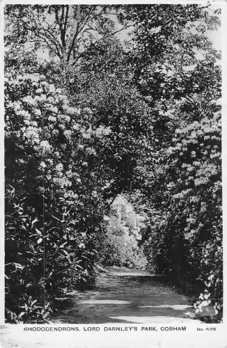 uk32112 rhododendren lord darnleys park cobham real photo uk