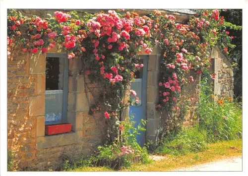 B52091 Fleurs Flowers