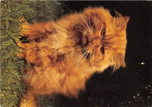 B70315 Tiere Animaux Chat Katze