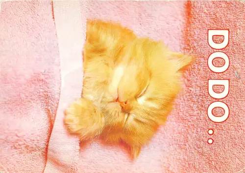 B70318 Tiere Animaux Chat Katze Dodo