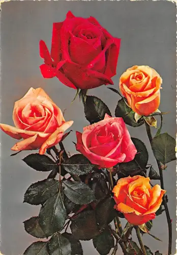 B52080 Fleurs Blumen Rosen